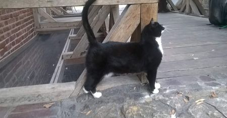 Kot w Barbakanie. Nietypowy apel krakowskich obrońców zwierząt