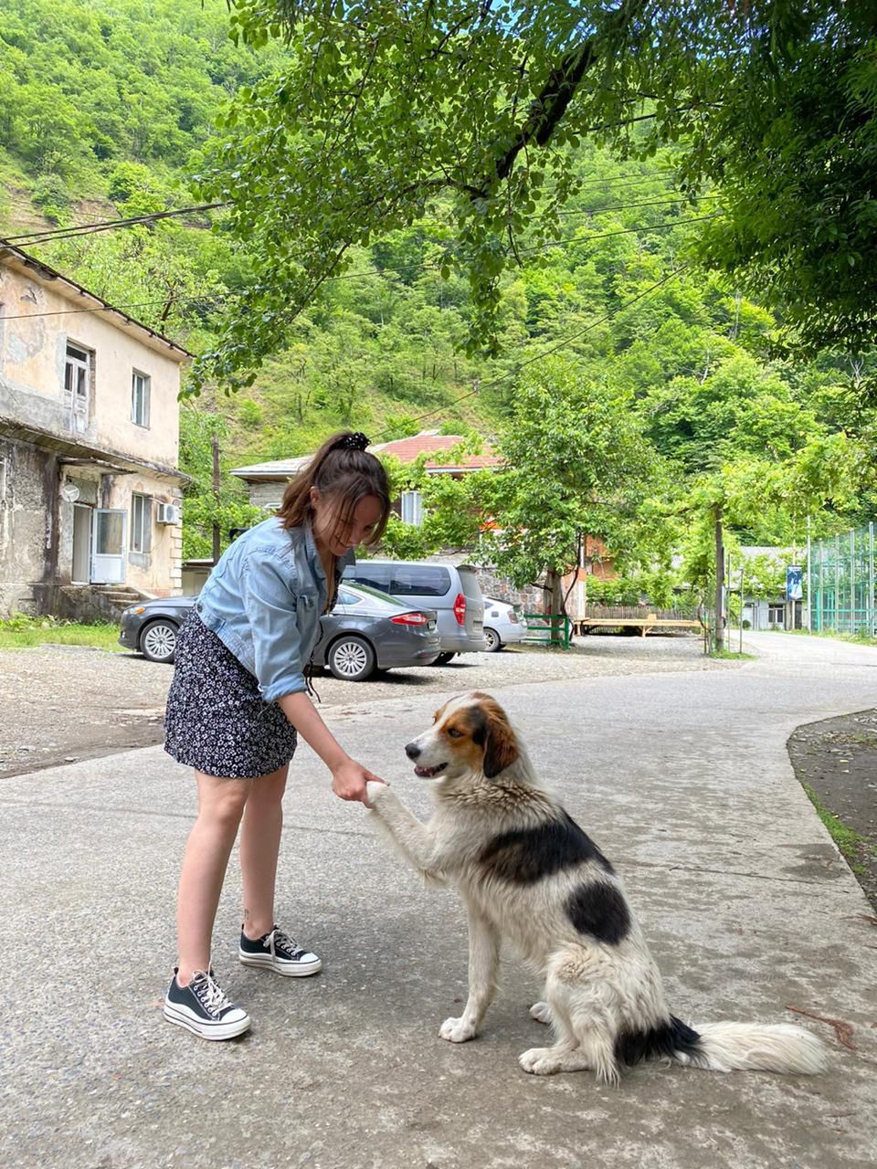 Hundreds of homeless dogs live in Batumi.