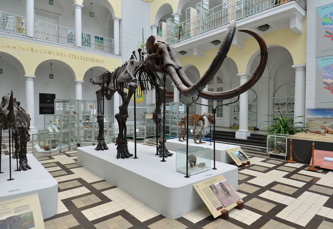Szkielet mamuta włochatego