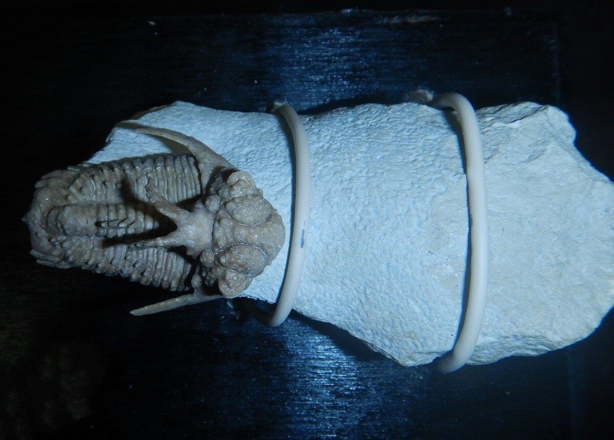 Skamieliny