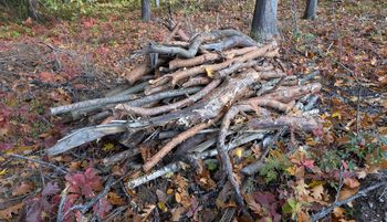 Leśnicy zapraszają. "Na własny koszt i ryzyko"