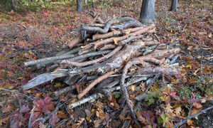 Leśnicy zapraszają. "Na własny koszt i ryzyko"