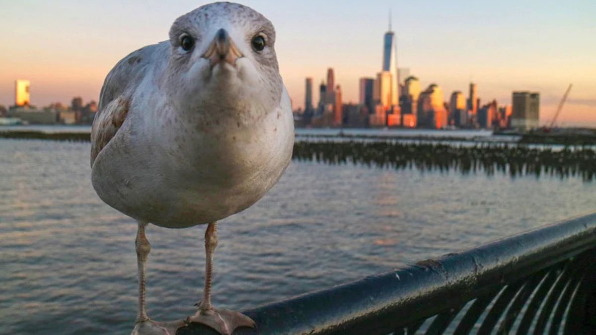 "Do mnie mówisz?". Zabawne zdjęcie mewy podbija internet 1