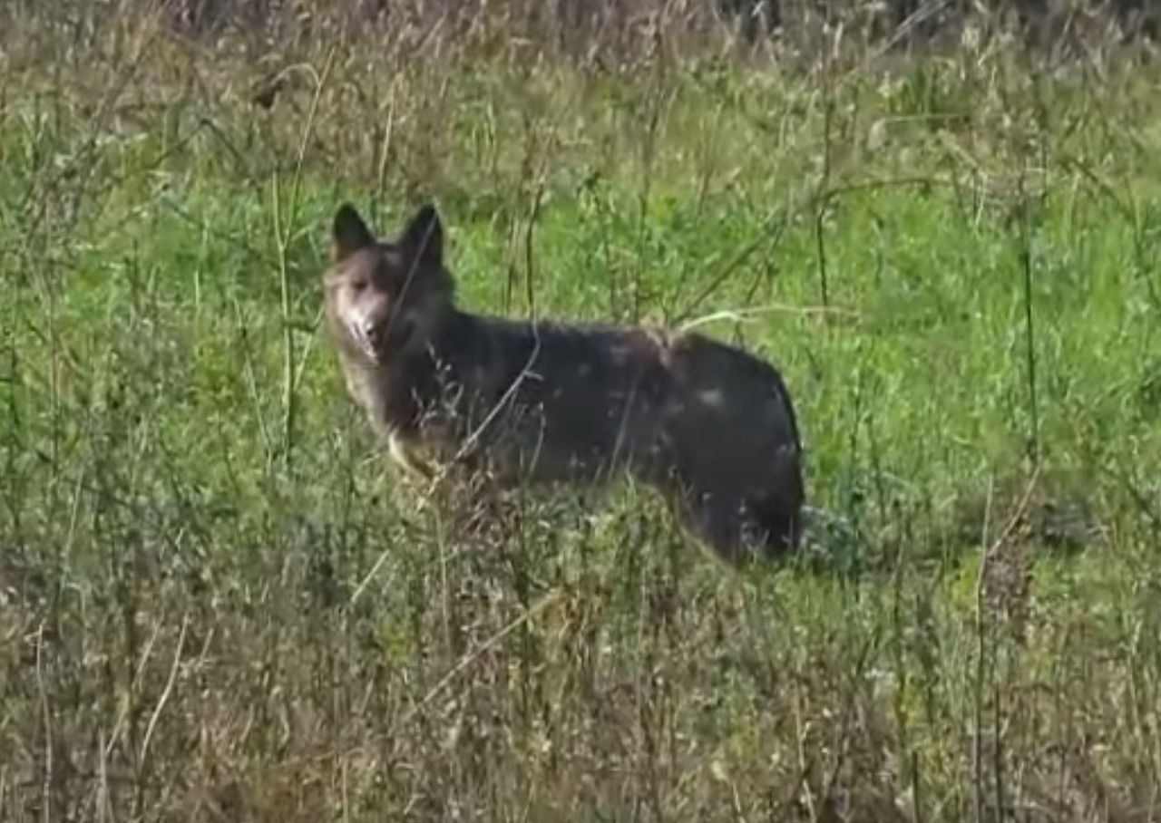 "Zwiadowca" z lasów Baligrodu. Uchwycili go na nagraniu