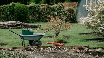 Ogród dla leniwych. Oto 10 roślin, które przetrwają każde warunki
