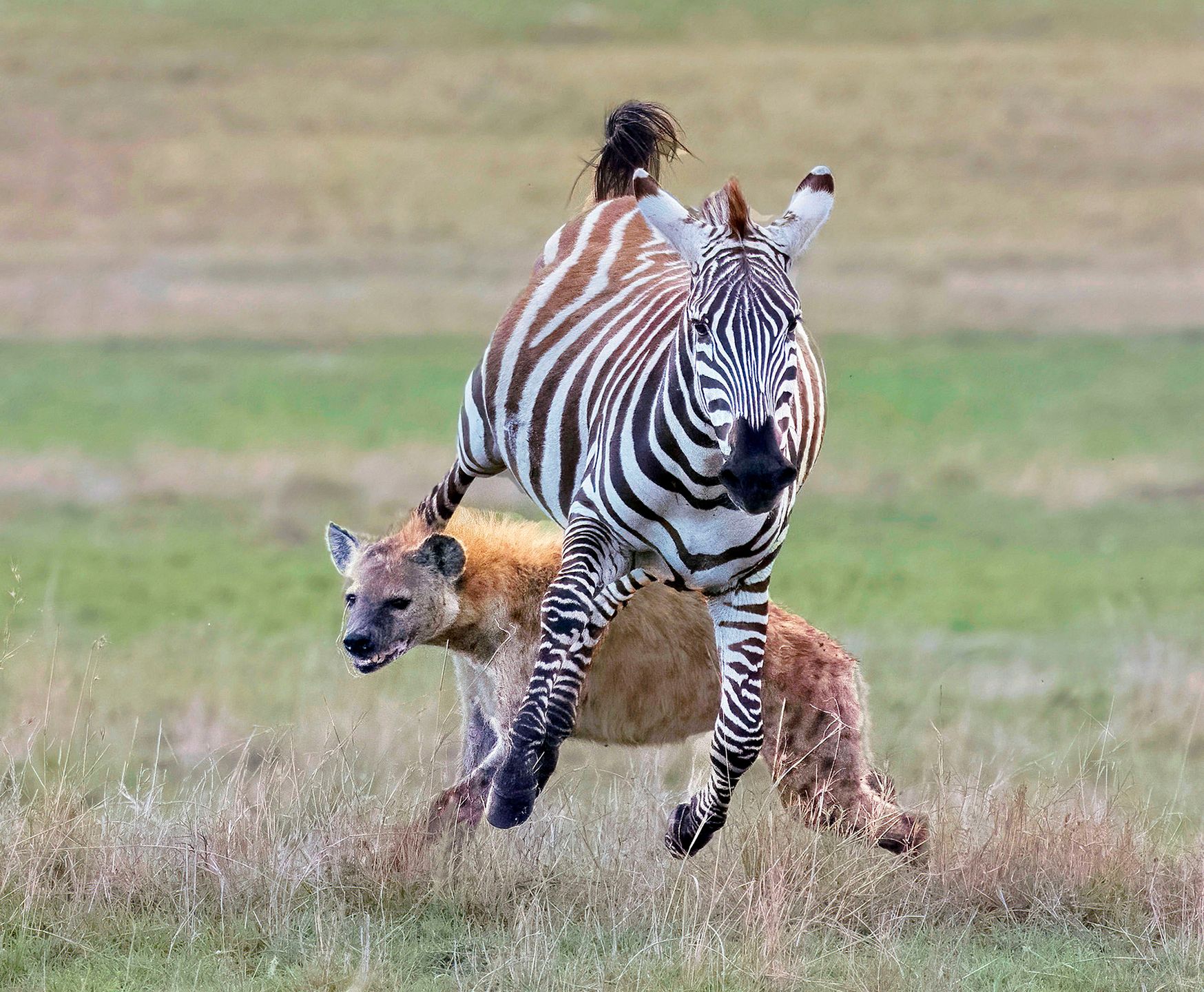 Zebra pogoniła hieny. Uciekały, gdzie pieprz rośnie 3