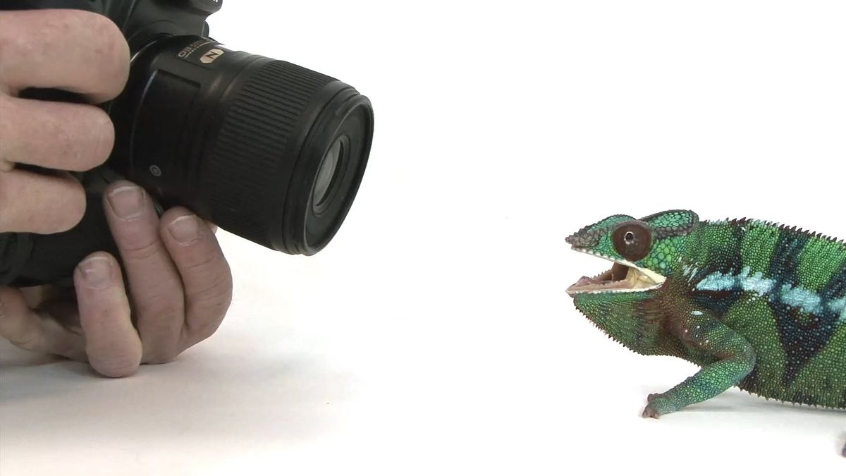 12 000 zwierząt sfotografowanych w projekcie „Photo Ark" 1