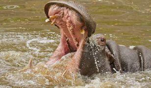 Hipopotam przewrócił łódź. Zginęło dziecko. 23 osoby zaginęły