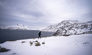 Neil Young i wyjątkowy gest. Chodzi o mieszkańców Grenlandii