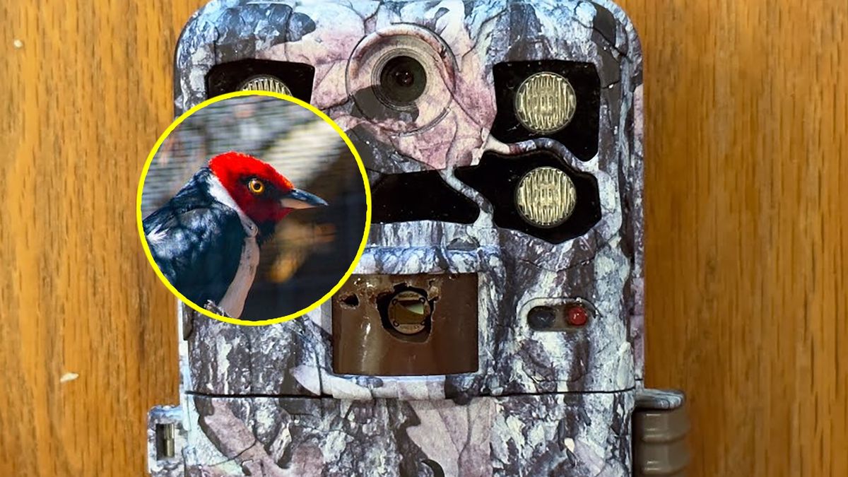 Dzięcioły cały czas psują urządzenia fotografowi. Artysta nie wie już, jak z nimi walczyć.