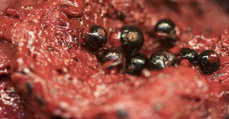 Jedne z najzdrowszych owoców. Robią porządek w jelitach i tętnicach