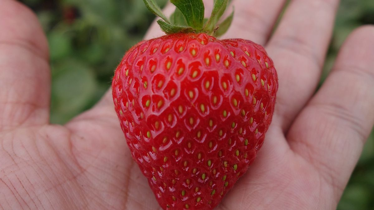Truskawki z bazarku i od rolnika są zdrowsze? Naukowcy obalają mit
