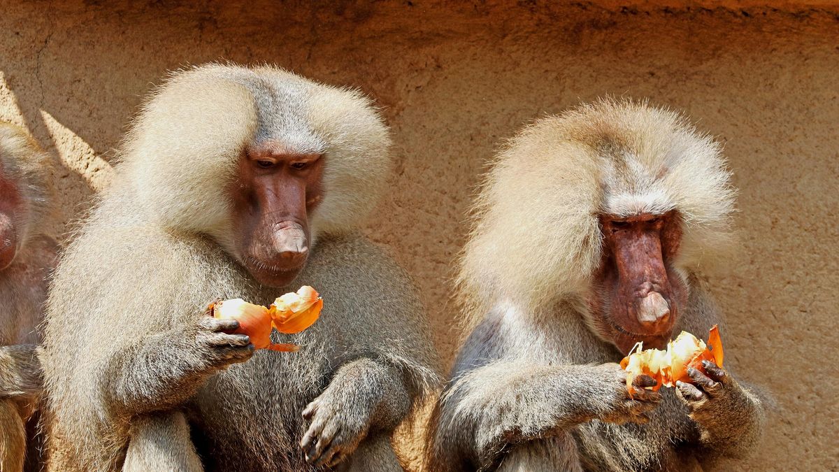 Konflikt ludzi z pawianami narasta (fot. ilustracyjne)