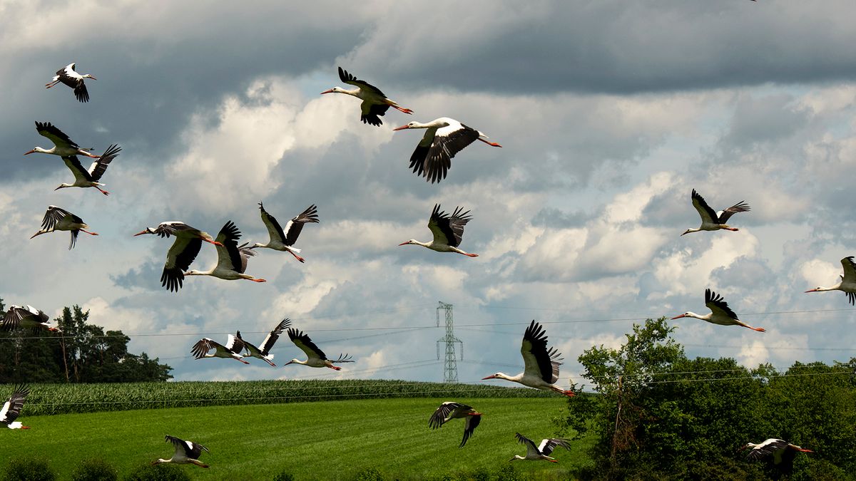 Młode bociany uczą się latać na Podlasiu. To niesamowity widok! 1