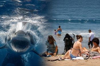 Incydent na Long Island. Na plaży natychmiast ogłosili zakaz kąpieli