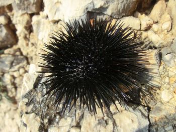 Jeżowce z układem nerwowym przypominającym mózg