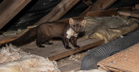 Nocny lokator, rachunek na kilkadziesiąt tysięcy. Kuny wzięły na cel auta i poddasza