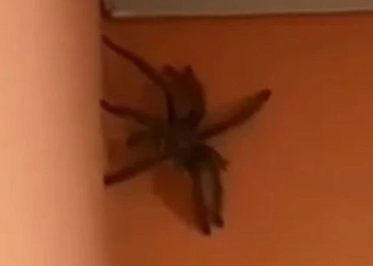"Największy pająk świata". Przerażające nagranie z karaibskiej wyspy