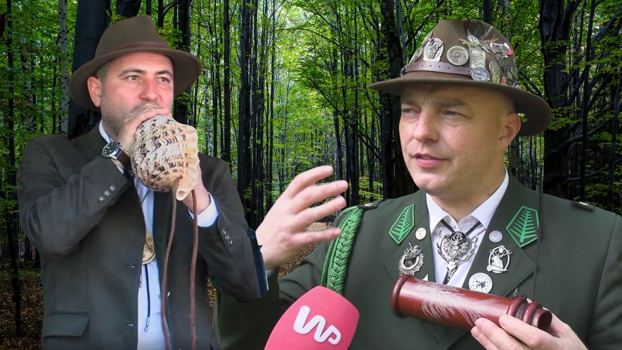 Zaszywają się w puszczy i ryczą. Słychać ich z daleka