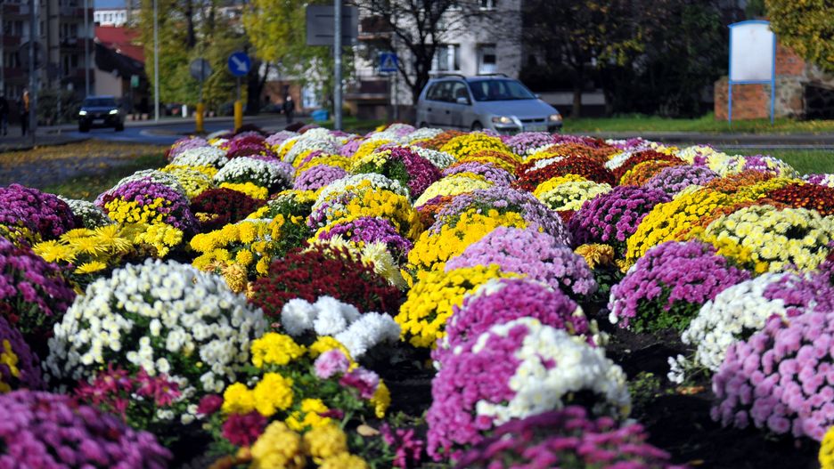 Wrocław. Będą rekompensaty za chryzantemy. Konieczne złożenie wniosku