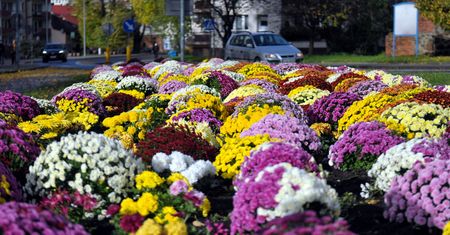 Wrocław. Będą rekompensaty za chryzantemy. Konieczne złożenie wniosku
