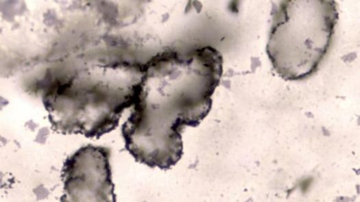 Znaleziono najstarszą skamielinę świata - co się odcisnęło? 1