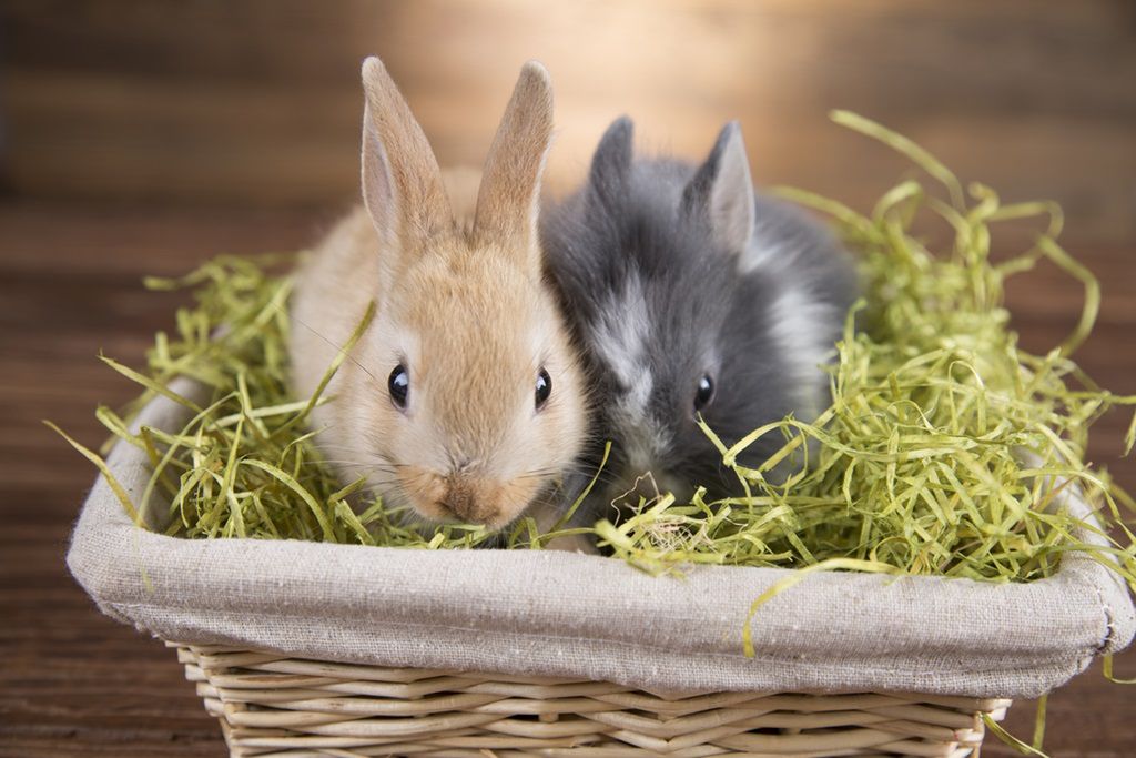 Królik miniaturka. Charakter, karmienie, długość życia