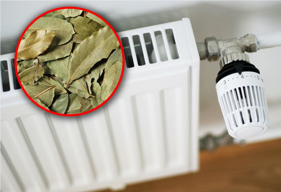 Bay leaves: The natural way to freshen your home’s air