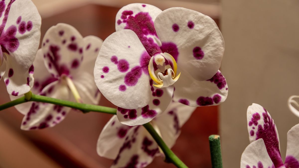 Storczyki trzymane w domu mogą być szkodliwe dla alergików