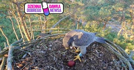 Radość w lesie. Leśnicy zajrzeli do gniazda. "Już mamy!"