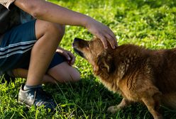 GIS ostrzega. Bąblowica to groźna choroba. Zarazić można się przez kontakt z psem, ale nie tylko