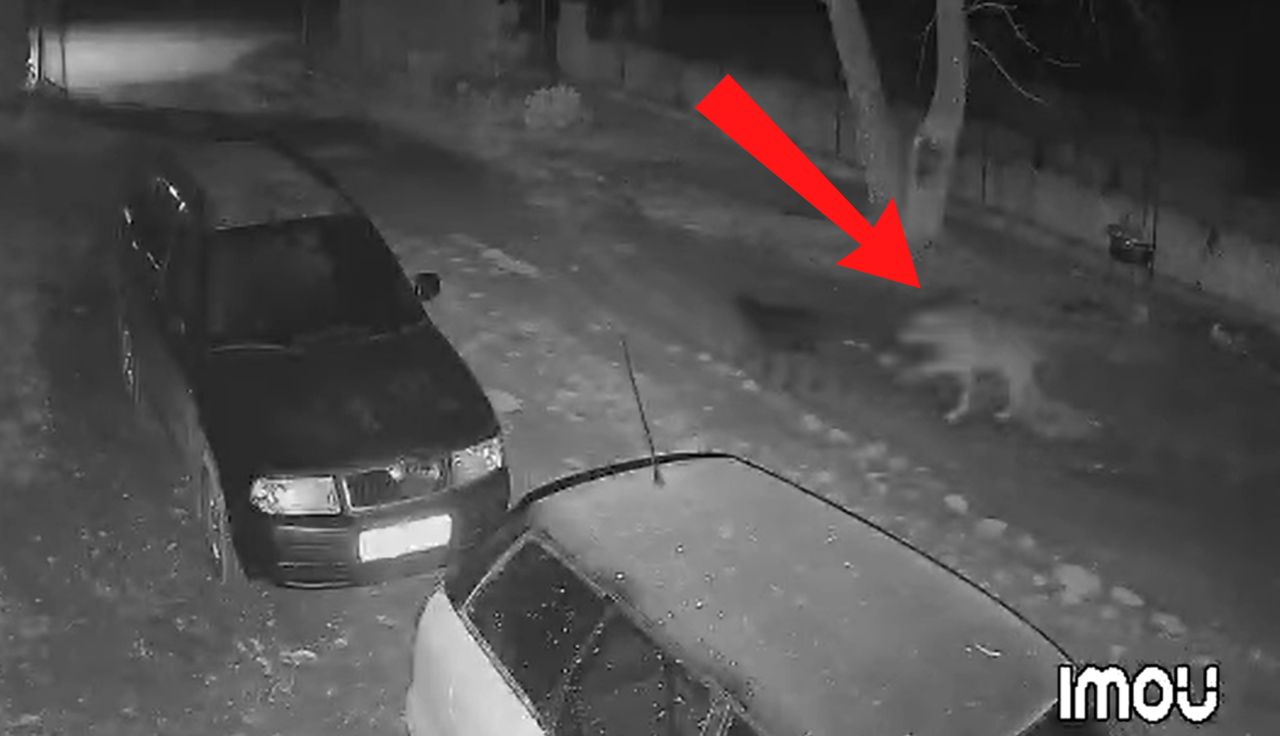 Wilk wparował na podwórko. Kamera nagrała, co zrobił