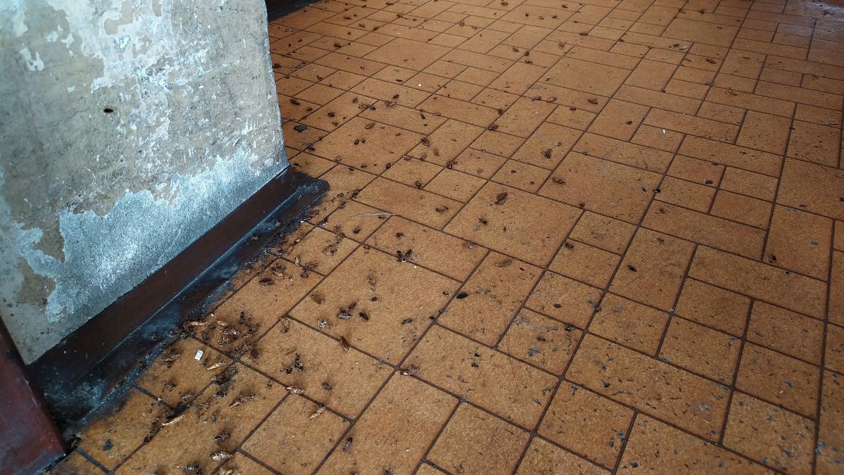 Plaga karaluchów w Lublińcu