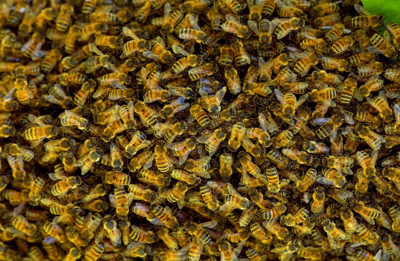 A man was stung by bees more than 200 times. Doctors are talking about a miracle.