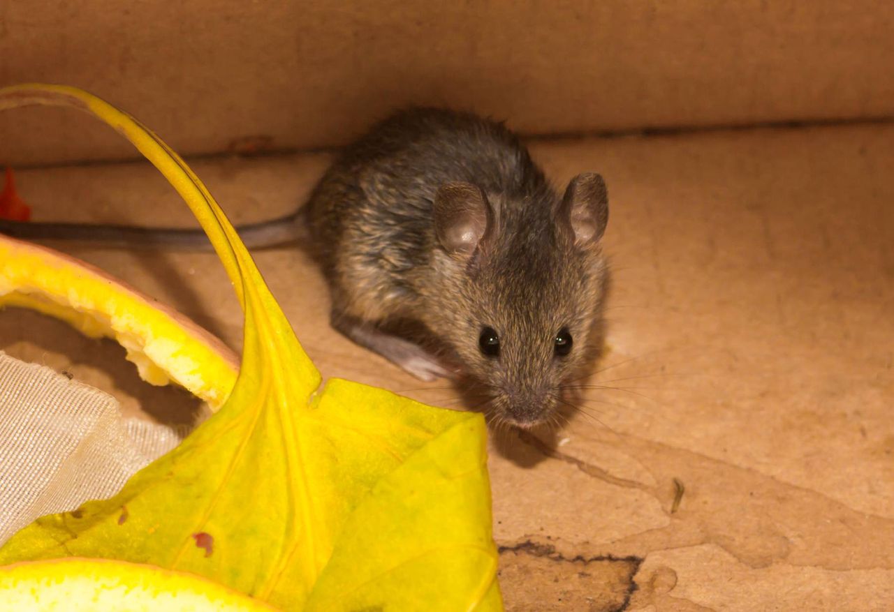 Keep mice out with this simple kitchen hack