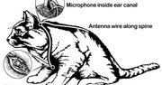 10 niezwykłych eksperymentów wojskowych