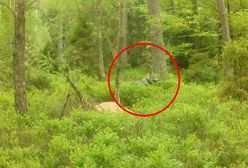 Niepokojące doniesienia o wilczycy z Borów Tucholskich