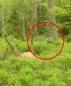 Niepokojące doniesienia o wilczycy z Borów Tucholskich