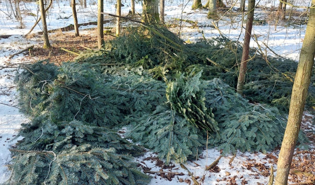 Oto, co zostało z młodych drzew. Sprawa trafi do sądu