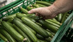 Co się dzieje na rynku ogórków? Ceny nawet trzykrotnie wyższe