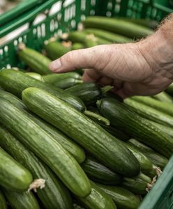 Co się dzieje na rynku ogórków? Ceny nawet trzykrotnie wyższe