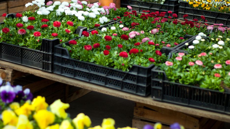 ogrodniczy, sklep, kwiat, kwiaciarnia, sadzonka, ogród, ogrodnik, sadzenie, sadzonki, wiosna, bratki, stokrotka, goździk, sasanka, poziomka, truskawka, skalniak, skrzynka, sklep ogrodniczy, rolnictwo, rolnik, doniczka, zielony, krajobraz, uprawa, zboże, bratek, kwiaty, niebieski, ogrodnictwo, flora, natura, pole, kwiatek, krokusy, tulipany, tulipan, szafirki, szafirek, hiacynt