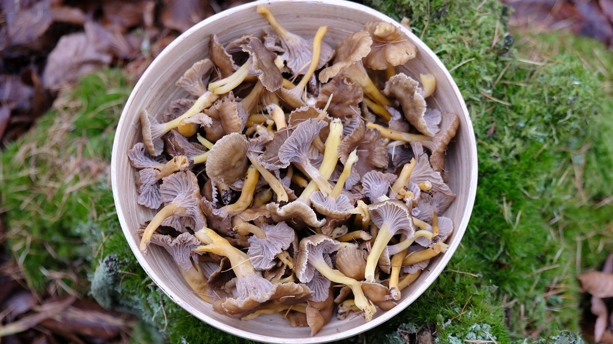 Tych grzybów jest teraz od groma. Są pyszne, a mało kto w ogóle je zna