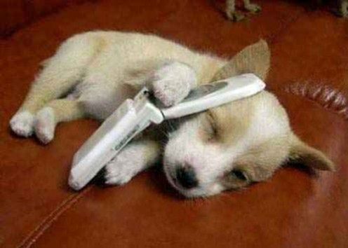 Twój pies naładuje telefon komórkowy (wideo)