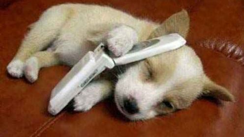 Twój pies naładuje telefon komórkowy (wideo) 1