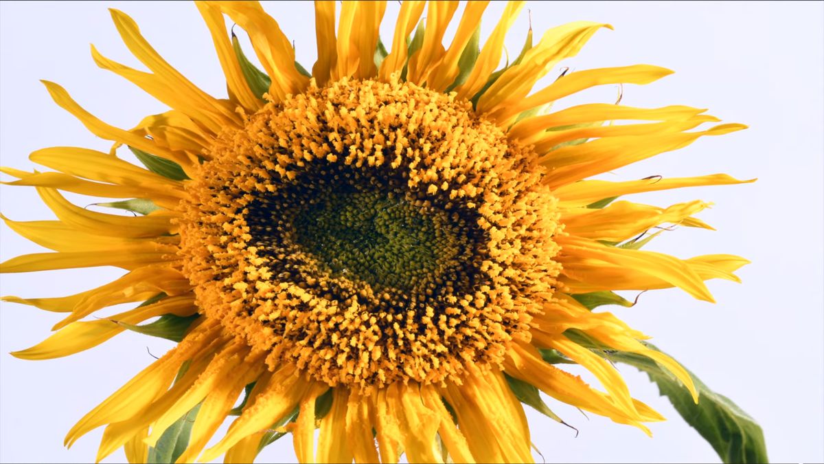 10 dni w 2 minuty. Zobacz, jak rozwijają się słoneczniki 1