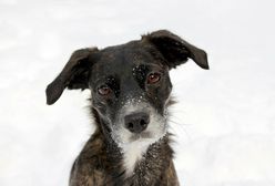 Zabrze. Uratowany pies, nieoczekiwany finał policyjnej interwencji.