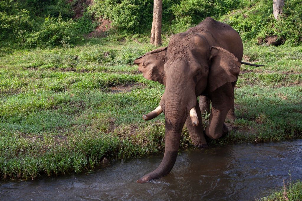 Słoń w jednym z indyjskich rezerwatów 