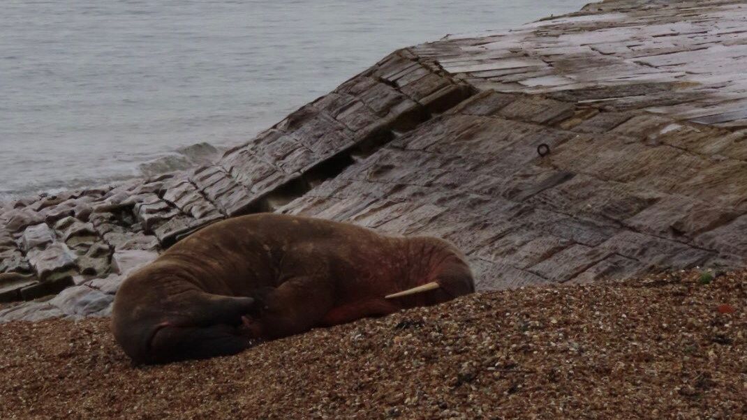 To bardzo rzadki widok w Wielkiej Brytanii