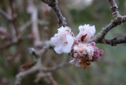 Alert IMGW. Cała Polska w żółtej strefie